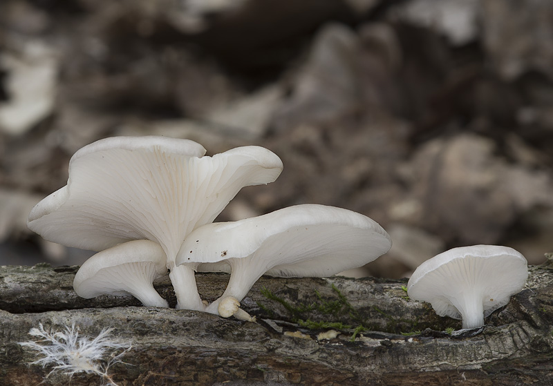 Pleurotus pulmonarius